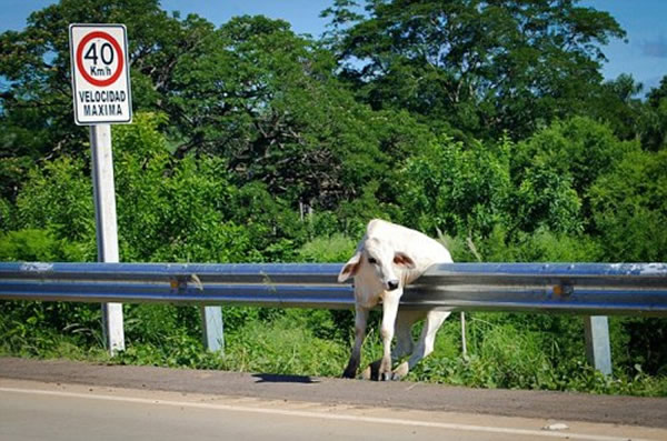 ����ά��Сţ����·�绤�����ұ���