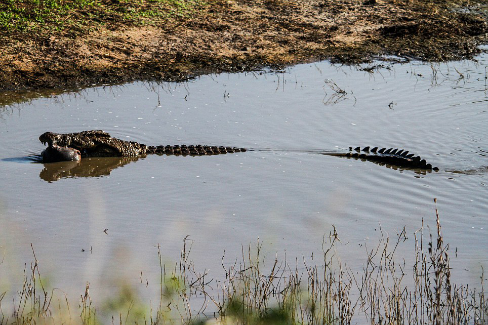 南非克鲁格公园鳄鱼撕咬河马宝宝