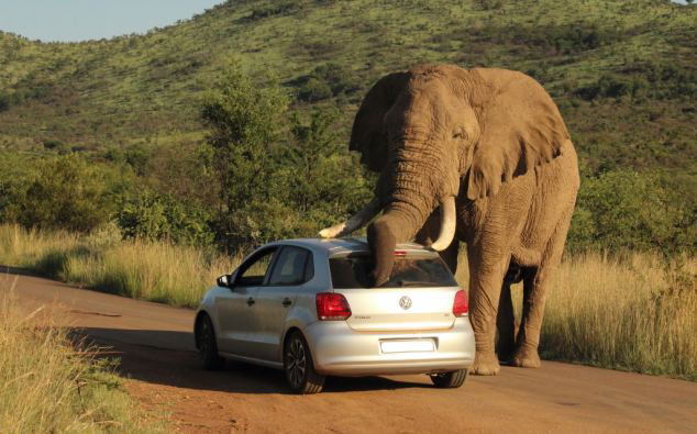 �Ϸ�ƥ��˹�����ҹ�԰һͷ���鹫���һ������������Ȥ