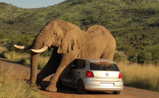 �Ϸ�ƥ��˹�����ҹ�԰һͷ���鹫���һ������������Ȥ