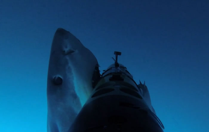 ��ī����Ĺϵ�³�յ��⺣�ĵ�һ����������ҹ�����REMUS������Ӱ������ REMUS SharkCam ����ӰƬ