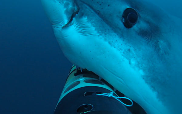 ��ī����Ĺϵ�³�յ��⺣�ĵ�һ����������ҹ�����REMUS������Ӱ������ REMUS SharkCam ����ӰƬ