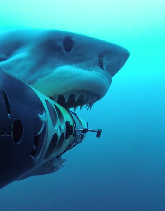 ��ī����Ĺϵ�³�յ��⺣�ĵ�һ����������ҹ�����REMUS������Ӱ������ REMUS SharkCam ����ӰƬ