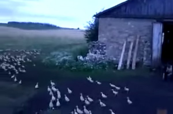 俄罗斯鸭农对着鸭群大吼 数百只小鸭在5秒内迅速整队走回农舍
