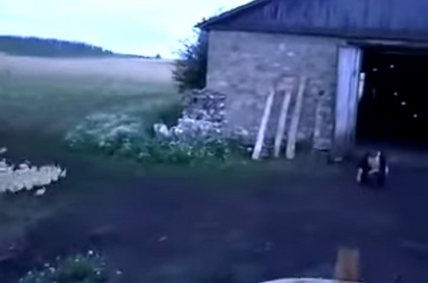 俄罗斯鸭农对着鸭群大吼 数百只小鸭在5秒内迅速整队走回农舍