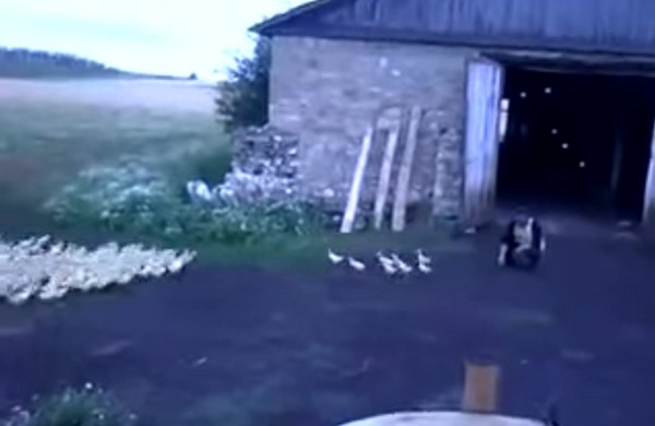 俄罗斯鸭农对着鸭群大吼 数百只小鸭在5秒内迅速整队走回农舍