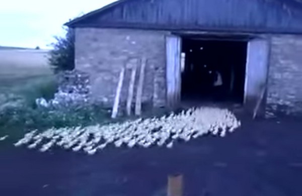 俄罗斯鸭农对着鸭群大吼 数百只小鸭在5秒内迅速整队走回农舍
