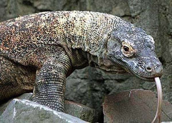 ��ˮ����԰Ŀǰ����3ֻ��Ī��������