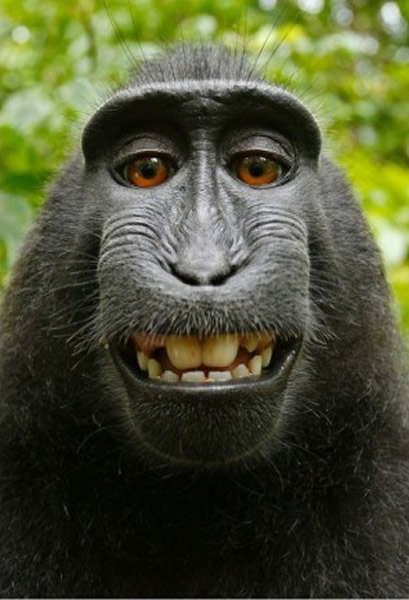 黑冠猕猴自拍这张代表作,吸引不少传媒报道。