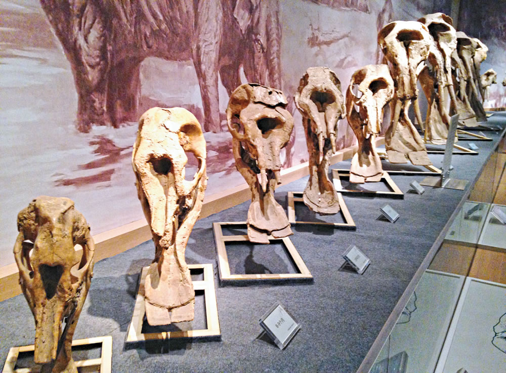 世界唯一一套铲齿象头骨发育系列