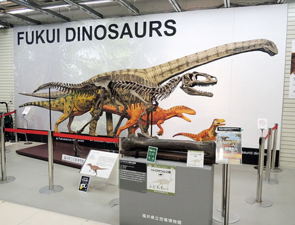 日本福井县举办恐龙化石展以宣传旅游业
