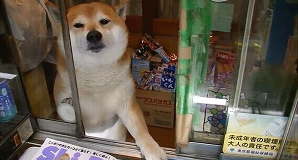 �ձ�һ����ͷ����ͤ����Ա���ǲ�Ȯ