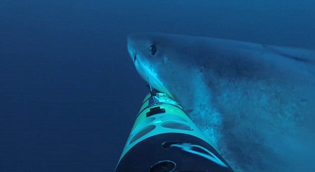 ���������Ǳ���ںڰ��У�Ȼ���γ�����������˳����𹥻���