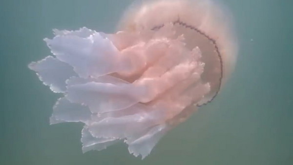 �о����־�Ͱˮĸ���ó������Ե����㷨��������