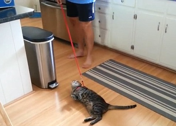 美国高傲猫拒绝散步赖在地上被拖行