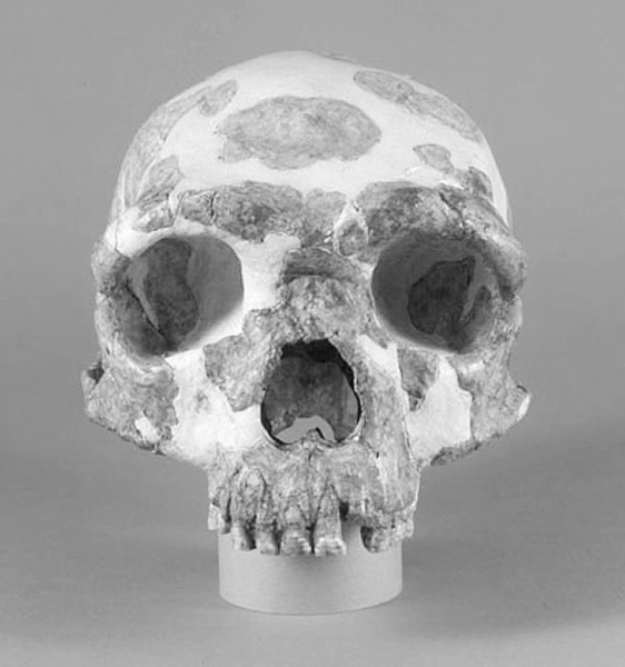 金牛山人头骨化石