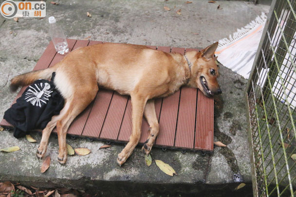 ����ƹ��¶����� ҧ�������Ŵ����Լ�Ҳ���ܾ綾����