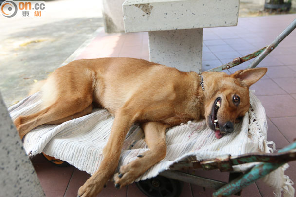 ����ƹ��¶����� ҧ�������Ŵ����Լ�Ҳ���ܾ綾����