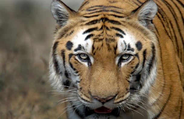 �������մ������ڷ��������ϻ�Ϯ�˵��¼�