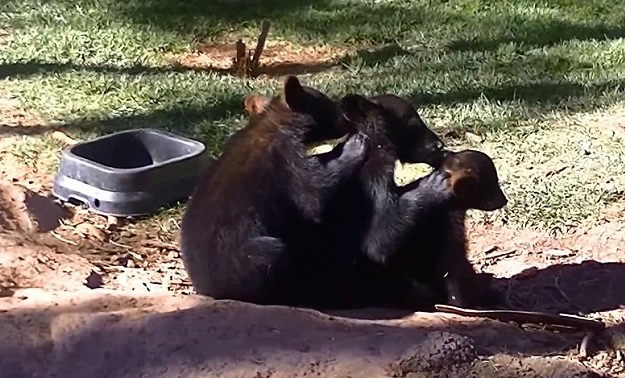 ��������ɣ���ݶ���԰3ֻС���ܡ���������