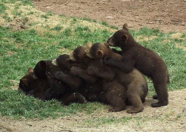 ����������С����������ǿ�汾��6ֻС���Ŷ�����䡣