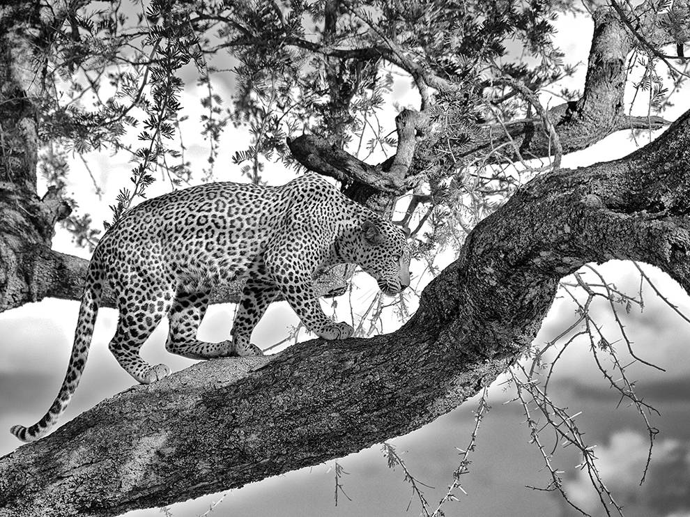 ̹ɣ�����������׹��ҹ�԰��˼���ϵ�һֻ��