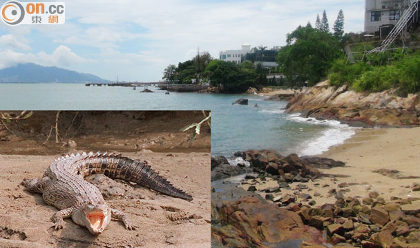 青山别墅对开沙滩报称发现鳄踪。小图为03年在元朗发现的鳄鱼“贝贝”。
