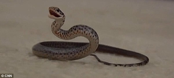 美国佛罗里达州一户家庭深受蛇困扰 3个月抓住48条