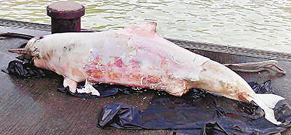 在下白泥海面捞获中华白海豚尸体被运返水警基地