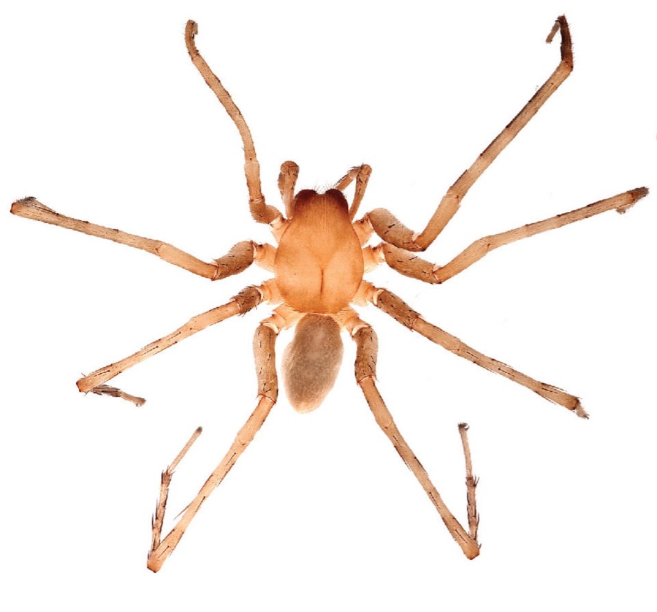 多米尼加共和国东部国家公园塞博洞中发现的盲眼洞穴蜘蛛新物种:西巴-塞博。