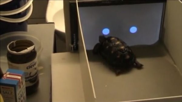 英国研究团队训练象龟玩触控萤幕,希望未来可以让它们用iPad与人交流