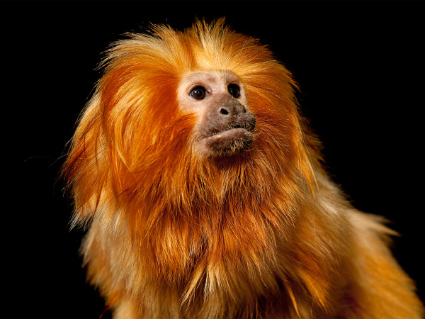 ��{����Leontopithecus rosalia rosalia��