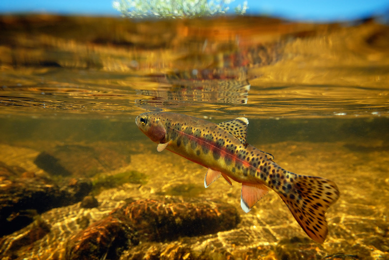 ���ݽ�����㣨Oncorhynchus mykiss aguabonita��