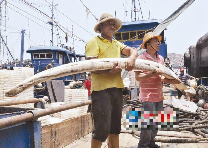 福建泉州渔民意外捞获千年鲸鱼肋骨捐当地博物馆