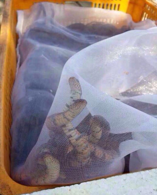 深圳网友大量放生毒蛇野兽引争议