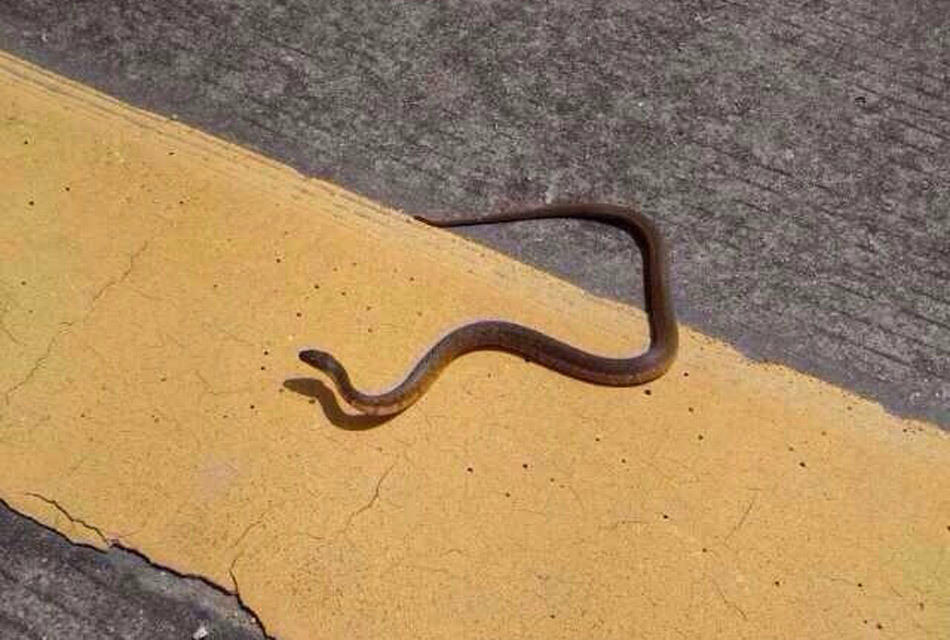 深圳网友大量放生毒蛇野兽引争议