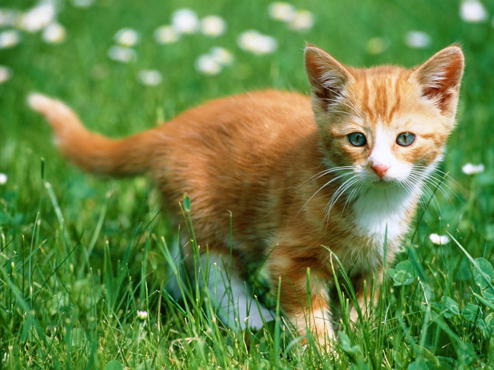 新的「猫咪追踪者」计划能绘测出宠物猫在室外的行动