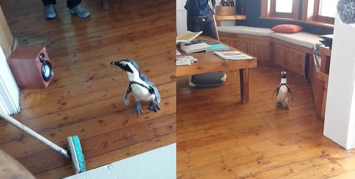 �Ϸǿ��ն�һ���ù���һֻ������조���ҡ�