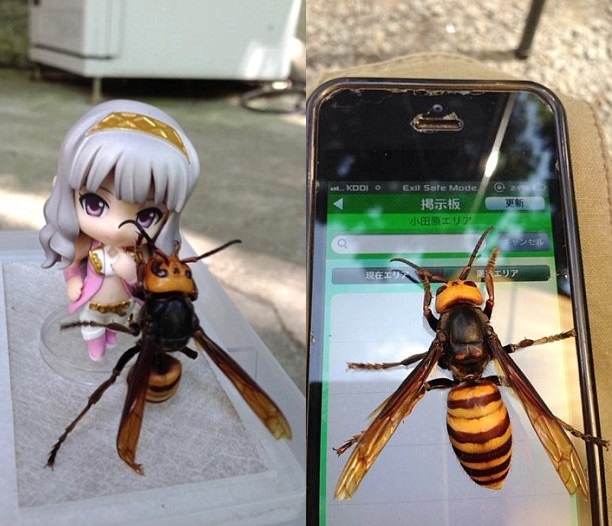 日本男子在网上声称捕捉到一只毒性极强的大黄蜂作宠物被质疑