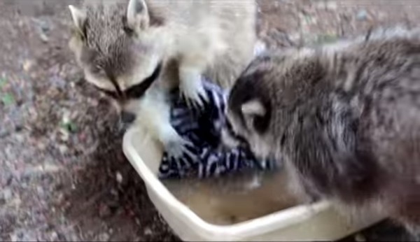 俄罗斯动物园明星浣熊赶走同伴坚持自己洗衣服