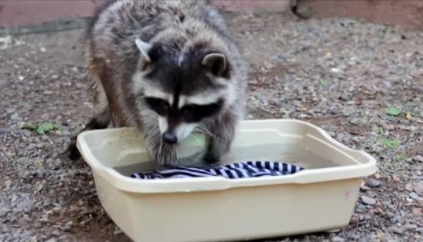俄罗斯动物园明星浣熊赶走同伴坚持自己洗衣服
