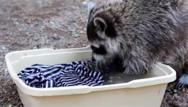 俄罗斯动物园明星浣熊赶走同伴坚持自己洗衣服