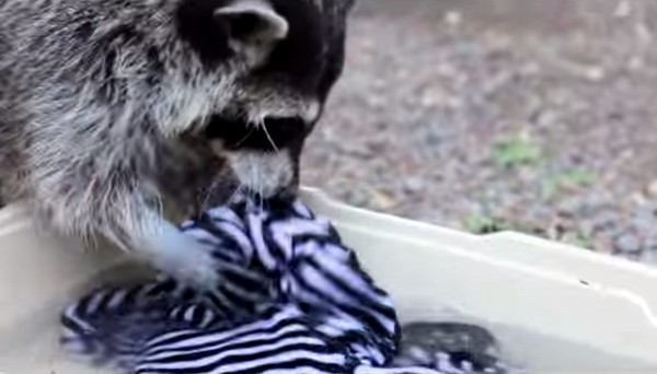 俄罗斯动物园明星浣熊赶走同伴坚持自己洗衣服