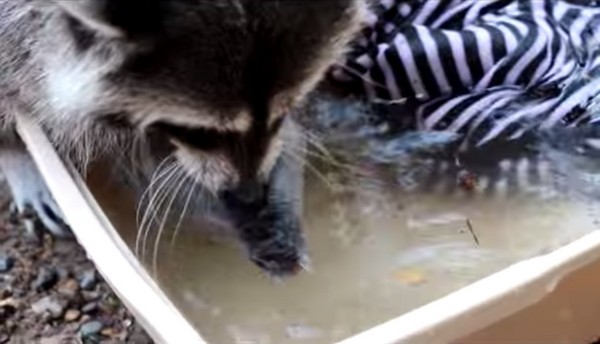 俄罗斯动物园明星浣熊赶走同伴坚持自己洗衣服