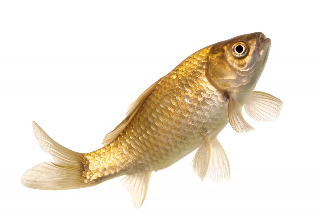 金鱼养殖业者的标准就是要五花八门,千奇百怪