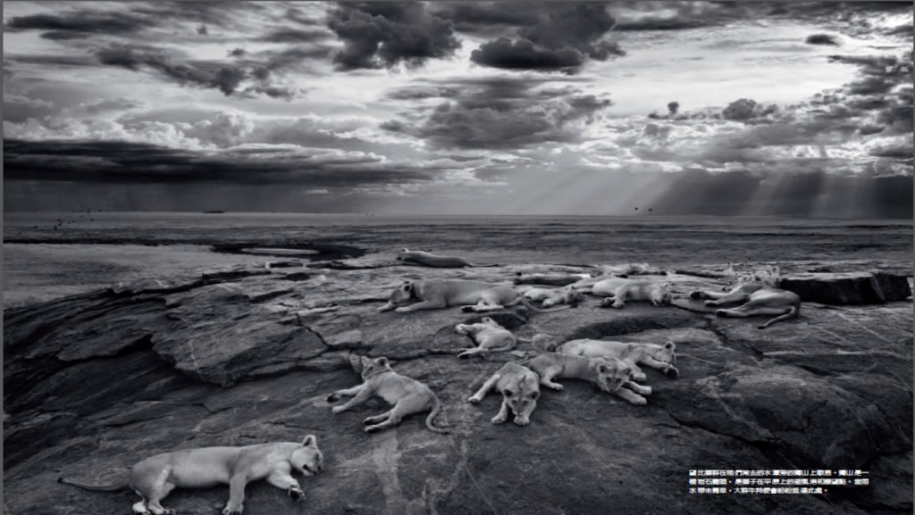 塞伦盖蒂的望比狮群在独山上歇息。 PHOTO BY: MICHAEL NICHOLS