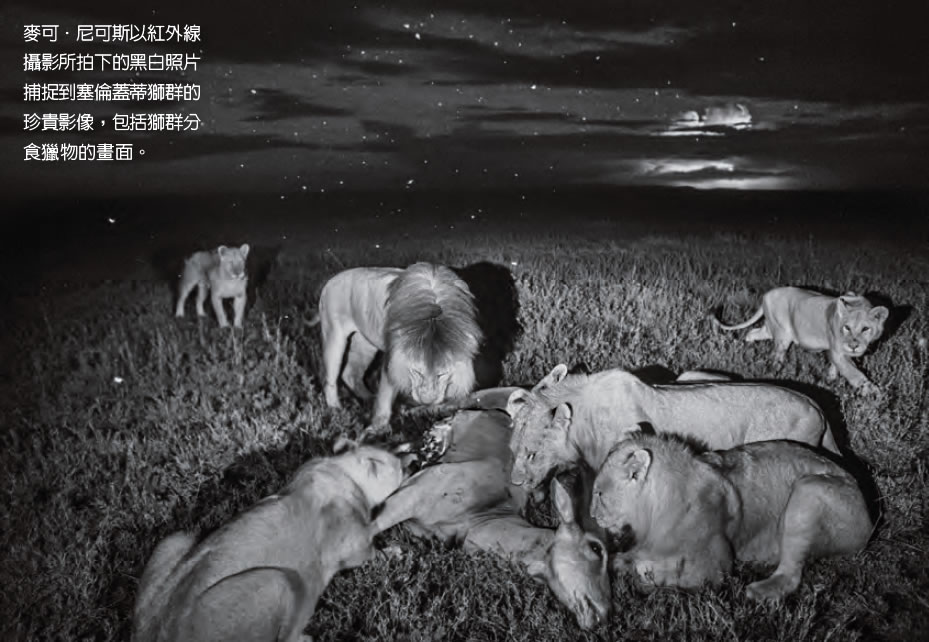 塞伦盖蒂的狮群