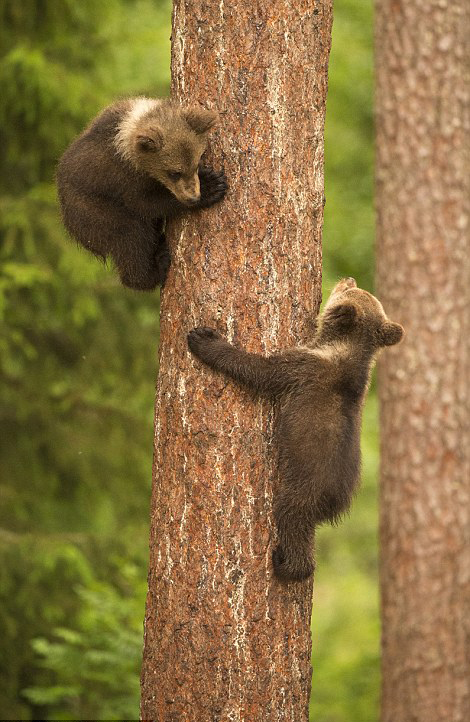 ����ɭ���������̳����������Ƥ����