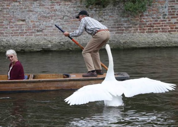 阿斯博伊经常张牙舞爪,威吓途人。