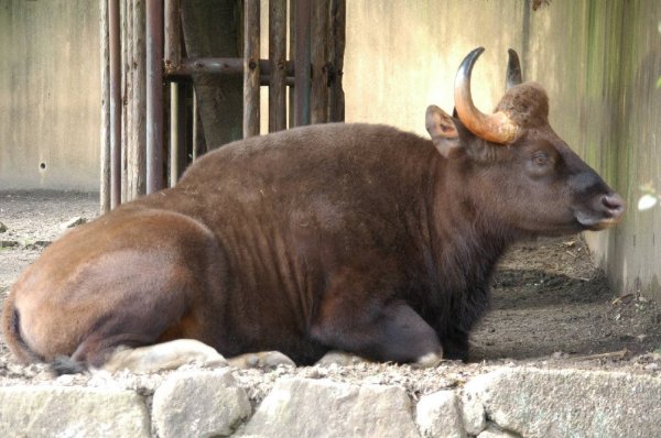 日本知名气功大师Kanzawa称可以靠气功让动物入睡